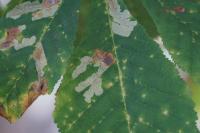 Cameraria ohridella