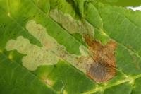 Cameraria ohridella
