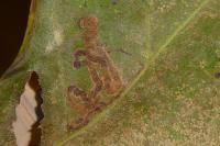 Acalyptris platani