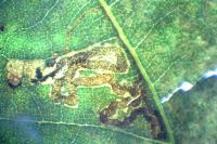 Acalyptris platani