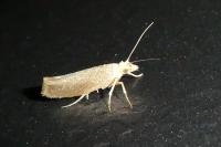Ypsolopha alpella