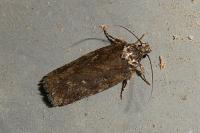 Depressaria