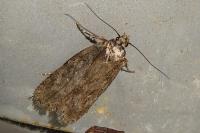 Depressaria