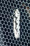 Ethmia pusiella/candidella