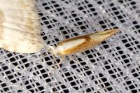 Argyresthia albistria