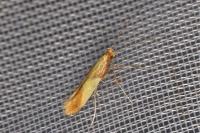 Caloptilia alchimiella/robustella