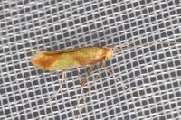 Caloptilia alchimiella/robustella