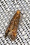 Apodia bifractella