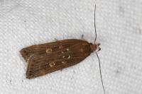 Helcystogramma triannulella