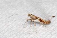 Caloptilia