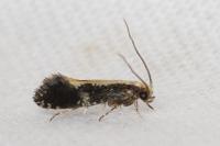 Monopis obviella