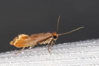 Tinea semifulvella