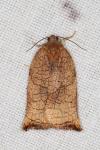 Archips podana