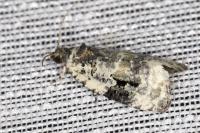 Celypha woodiana