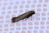 Scythris