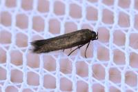 Scythris