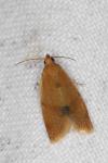Clepsis consimilana