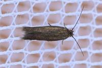 Scythris