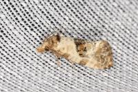 Neocochylis molliculana