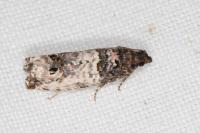 Notocelia incarnatana