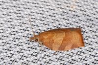 Pandemis heparana