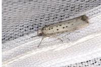 Yponomeuta sedella