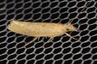 Ypsolopha alpella