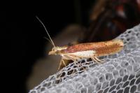 Ypsolopha parenthesella