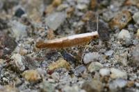 Argyresthia semitestacella