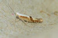 Argyresthia pruniella