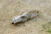 Nemapogon clematellus