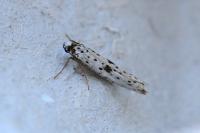 Yponomeuta plumbella