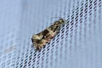 Celypha lacunana