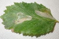 Phyllonorycter esperella
