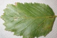 Phyllonorycter esperella