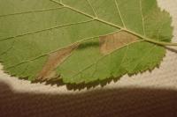 Phyllonorycter nicellii