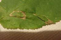 Phyllonorycter nicellii