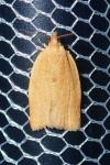 Clepsis consimilana