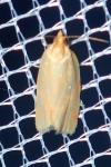 Clepsis pallidana