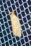 Clepsis pallidana