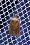 Agonopterix