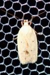 Agonopterix kaekeritziana