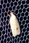 Agonopterix kaekeritziana