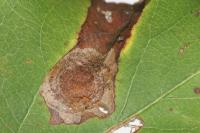 Leucoptera malifoliella
