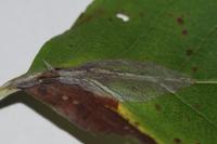 Phyllonorycter leucographella