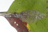 Phyllonorycter leucographella
