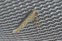 Povolnya leucapennella