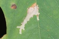 Parectopa robiniella