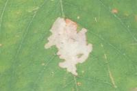 Parectopa robiniella
