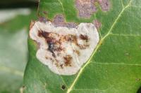 Phyllonorycter belotella